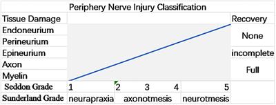 Tissue Engineering Strategies for Peripheral Nerve Regeneration